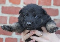 CHIOT