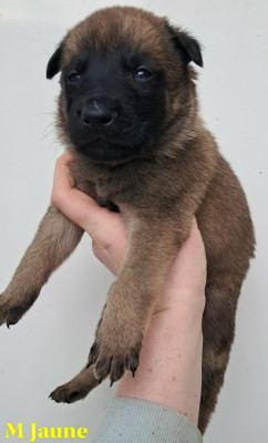 Mâle jaune sans bringures