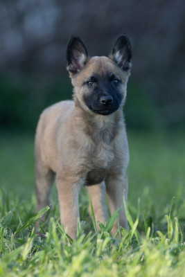 Bandit