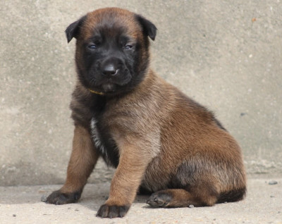 Femelle collier jaune