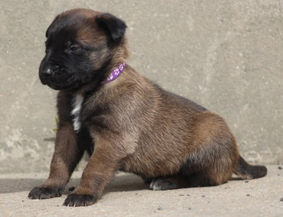 Femelle collier violet