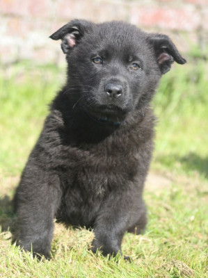 Buck (bleu)