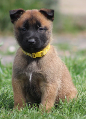 Femelle jaune