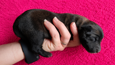 CHIOT 1