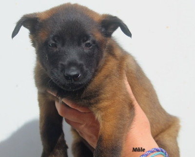 CHIOT 10
