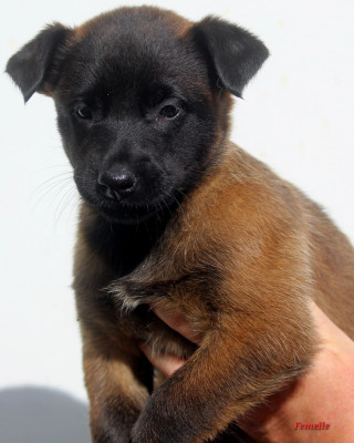 CHIOT 5