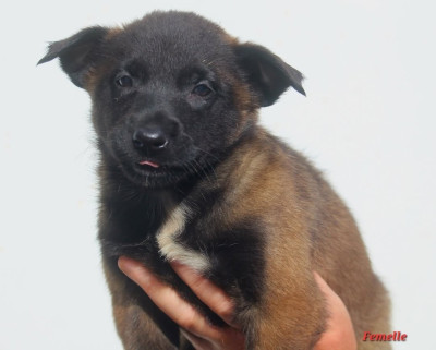 CHIOT 7