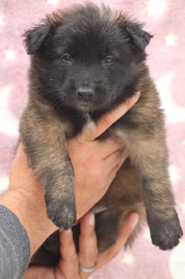 CHIOT
