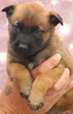 CHIOT