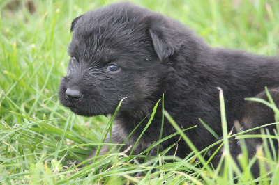 CHIOT