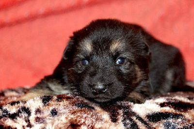 CHIOT