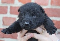 CHIOT