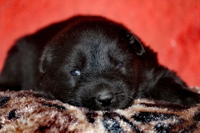 CHIOT