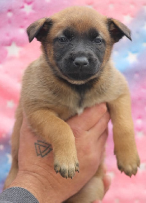 Chiot