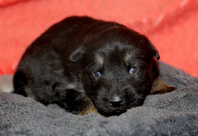 CHIOT