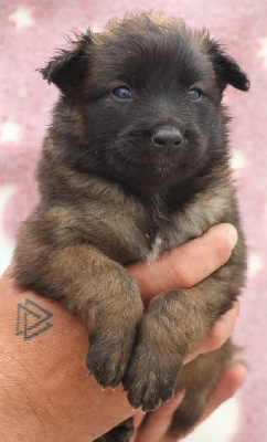 CHIOT