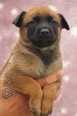 CHIOT