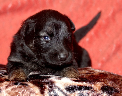 CHIOT