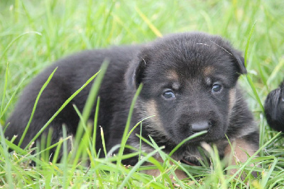 CHIOT