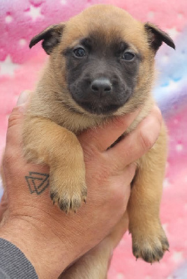 CHIOT