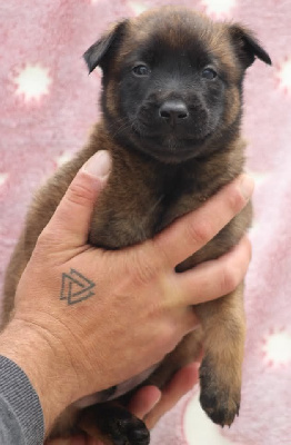 CHIOT