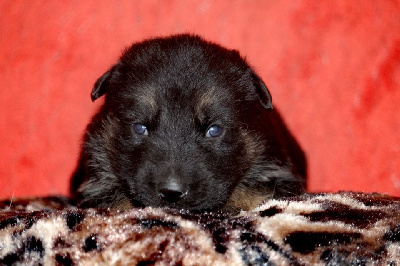 CHIOT