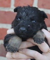 CHIOT