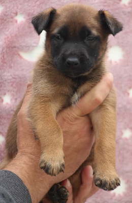 CHIOT