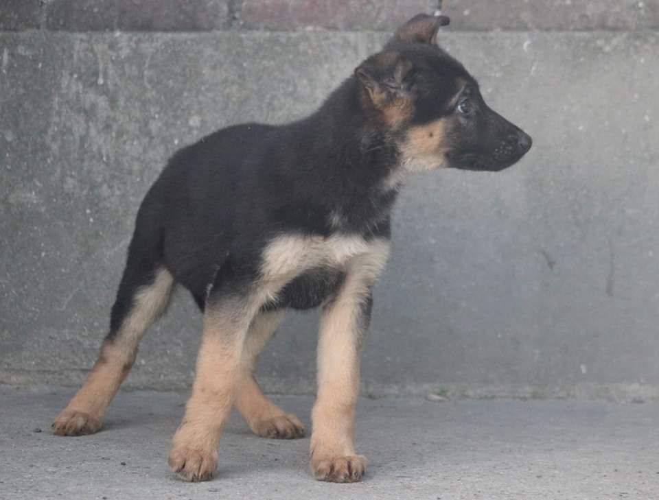 De L'Odyssée D'Hèra - Chiots disponibles - Berger Allemand