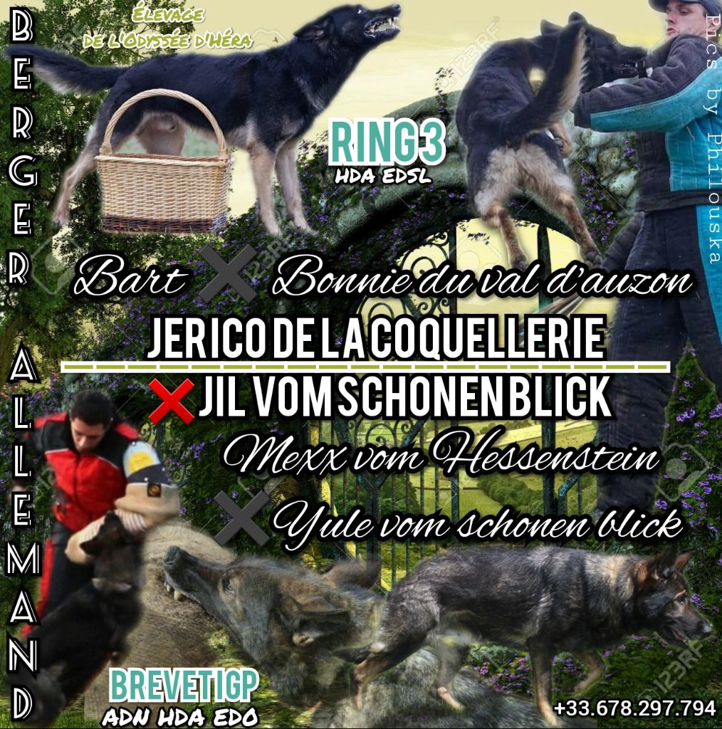 De L'Odyssée D'Hèra - Berger Allemand - Portée née le 09/05/2021