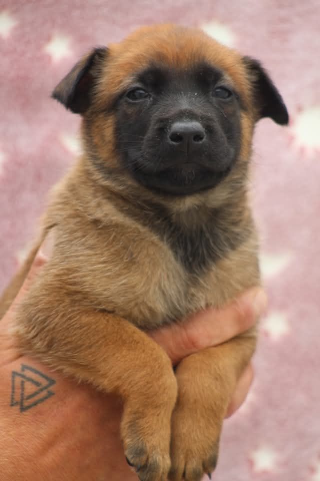De L'Odyssée D'Hèra - Chiots disponibles - Berger Belge