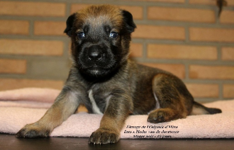 De L'Odyssée D'Hèra - Berger Belge - Portée née le 12/10/2015